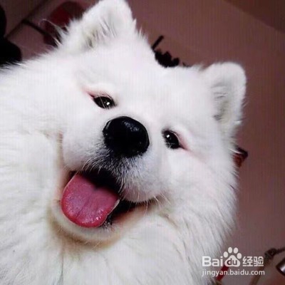 怎么养萨摩耶