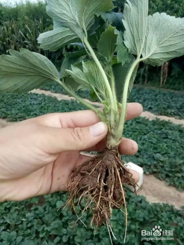 与防治草莓病虫害的发生