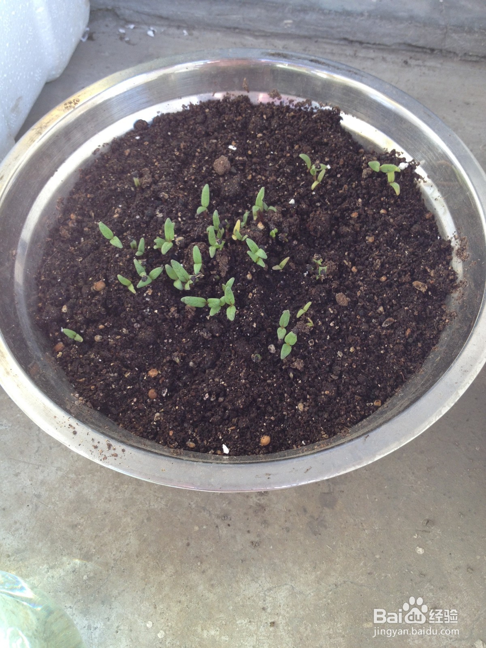 如何在自家阳台种植花果蔬菜