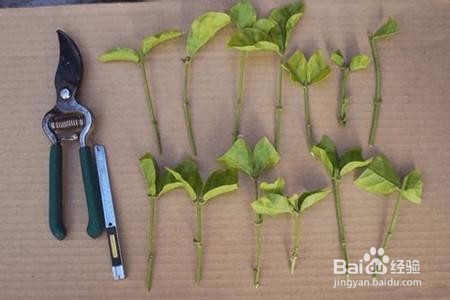 哪些花适合八月扦插?