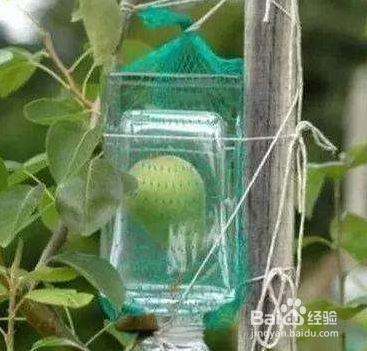 瓶子里的鸭梨是怎么来的
