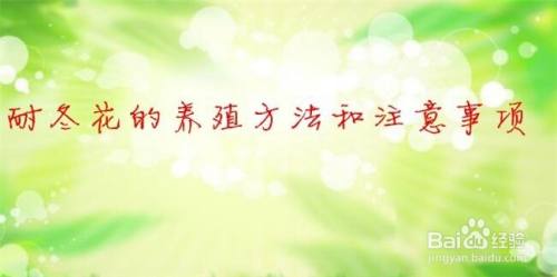 耐冬花的养殖方法和注意事项 百度经验