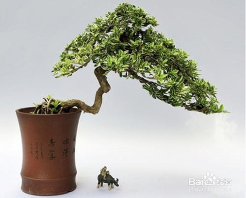 六月雪盆景制作