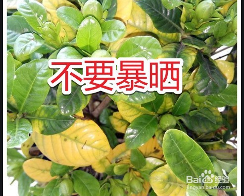 栀子花换盆后叶子全部干枯了怎么办