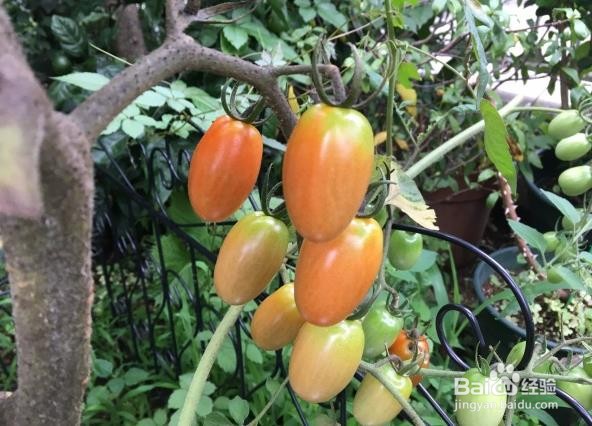 西红柿不红的原因