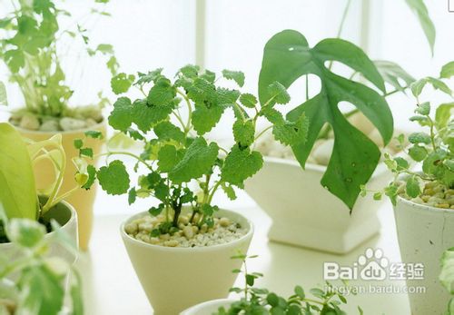 新装修的房子怎么去味