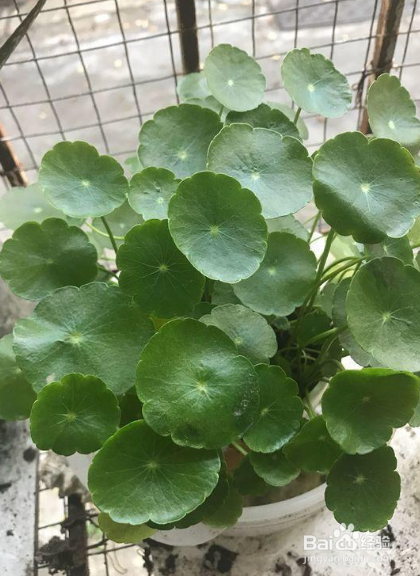 怎样养铜钱草更粗壮