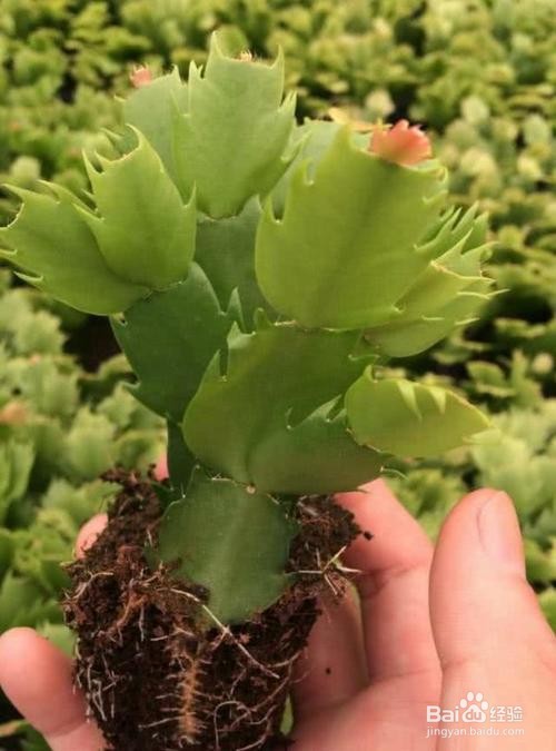 蟹爪兰扦插成活后怎么上盆