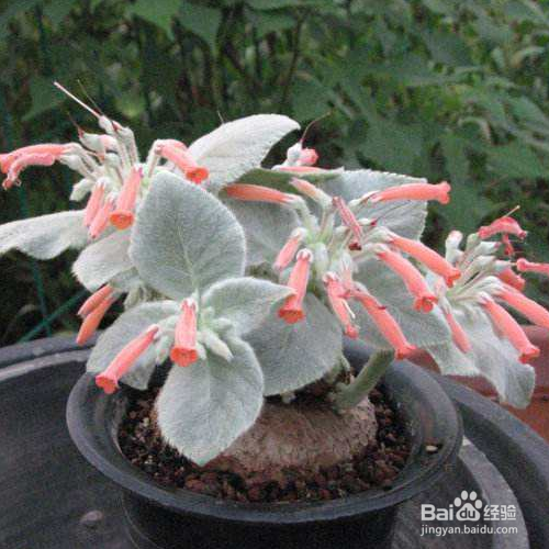 怎样培育断崖女王?