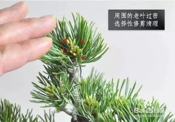五针松春天摘芽的方法