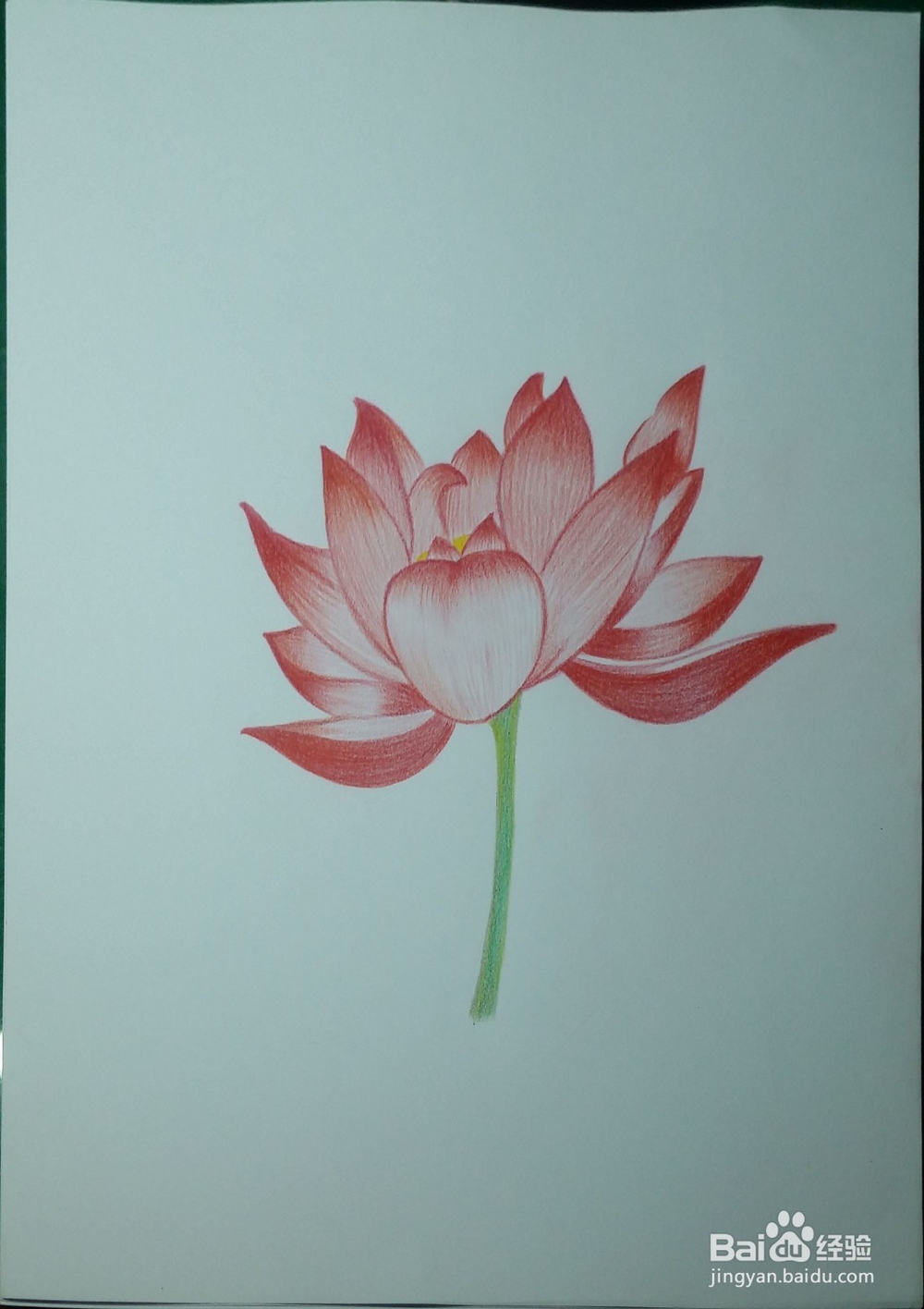 第一次画彩铅——荷花