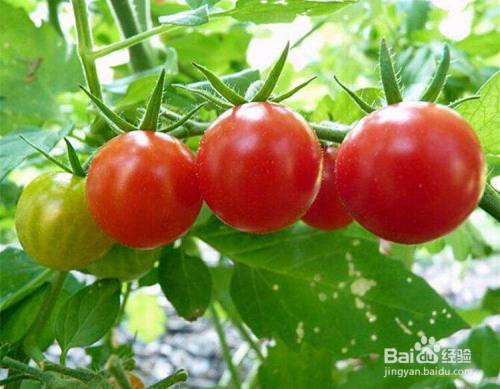 西红柿叶子卷了怎么治