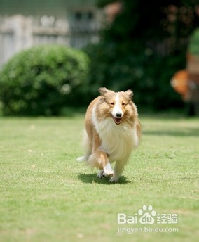 狗狗怀孕后多长时间能生
