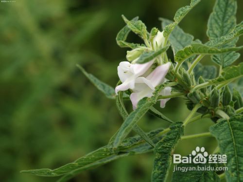 栽培药材需要注意哪些