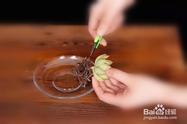 多肉换盆注意事项