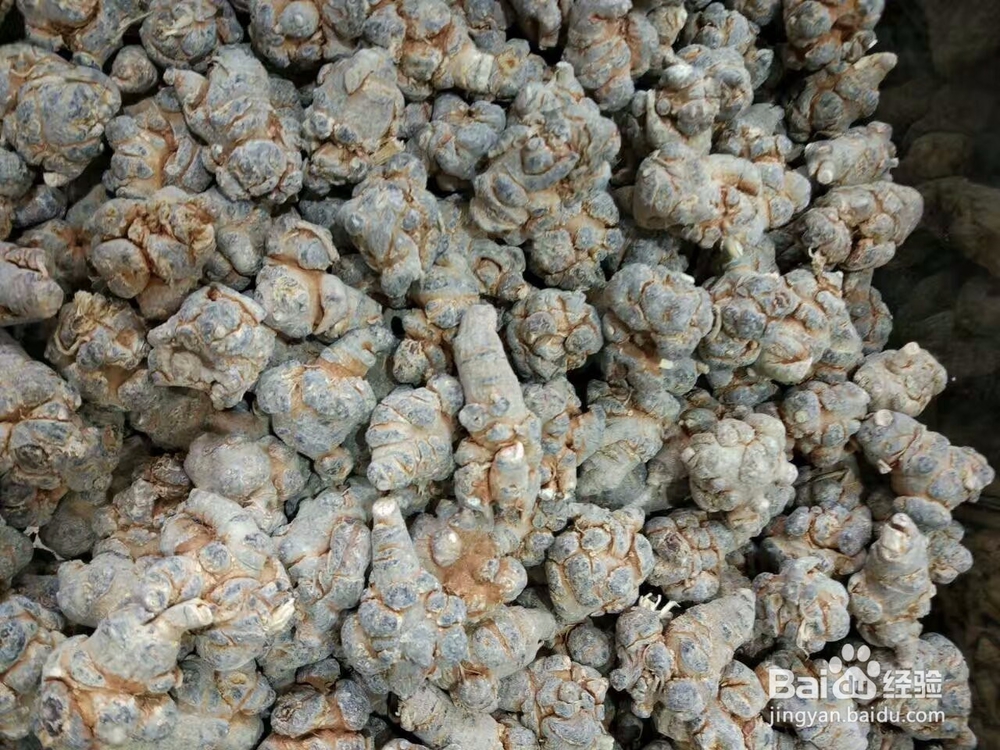 三七烘干机的一些使用心得以及田七采摘加工工艺