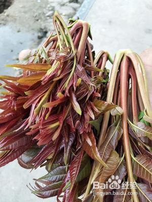 分享自己炸香椿芽面鱼的经验