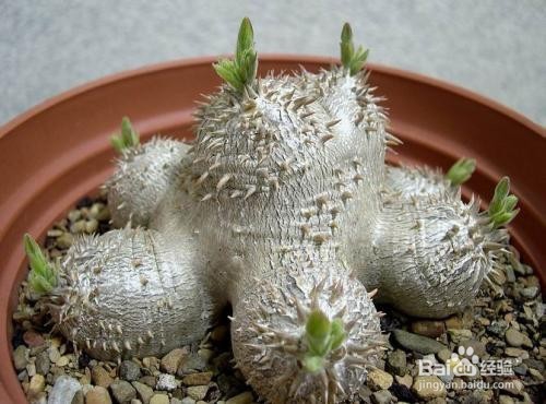 多肉植物惠比须笑怎么养