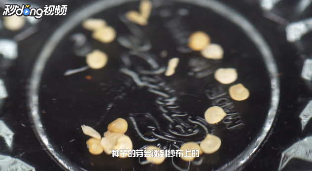 怎么快速让小西红柿的种子发芽