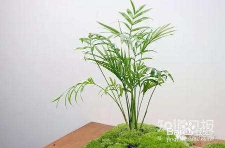 10款耐阴花卉，再也不怕植物晒不到阳光啦！