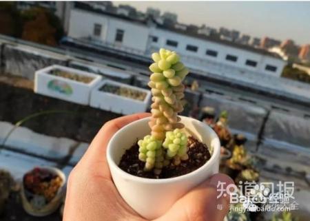 双十一剁手的钱省下来，可以建一个多肉花园了！