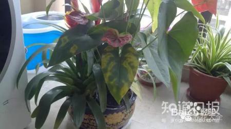看花看叶看茎，花出了啥毛病，一眼就能看出来！