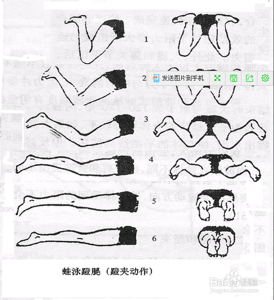 怎么样游好蛙泳