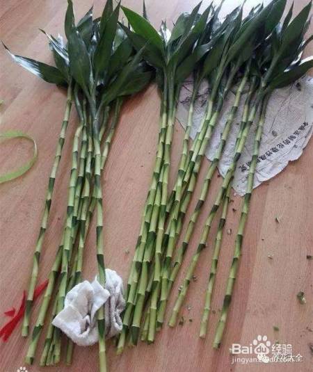 99%的花都死于这1点，看了保花不死！