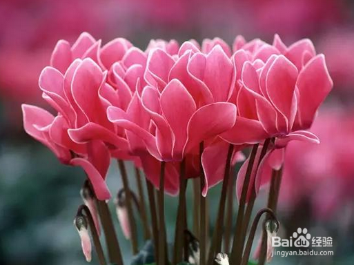 仙客来的养殖方式及注意事项