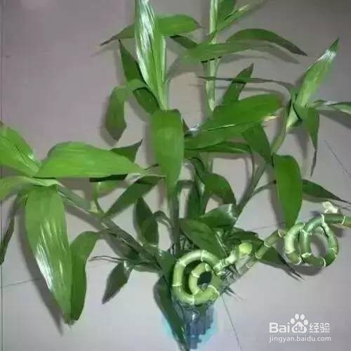 冬天富贵竹怎么养