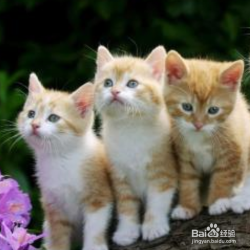 如果小猫咪拉的屎有一点稀怎么办呢？