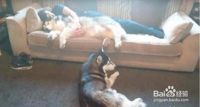 哈士奇吃醋不服，凭什么只抱阿拉斯加睡觉不抱我