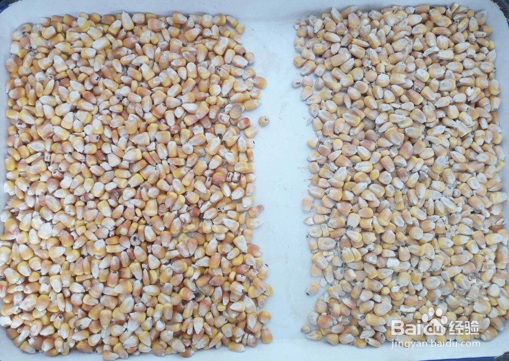 如何鉴定玉米品质