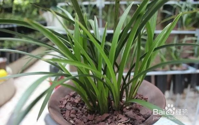 如何让兰花开花窍门