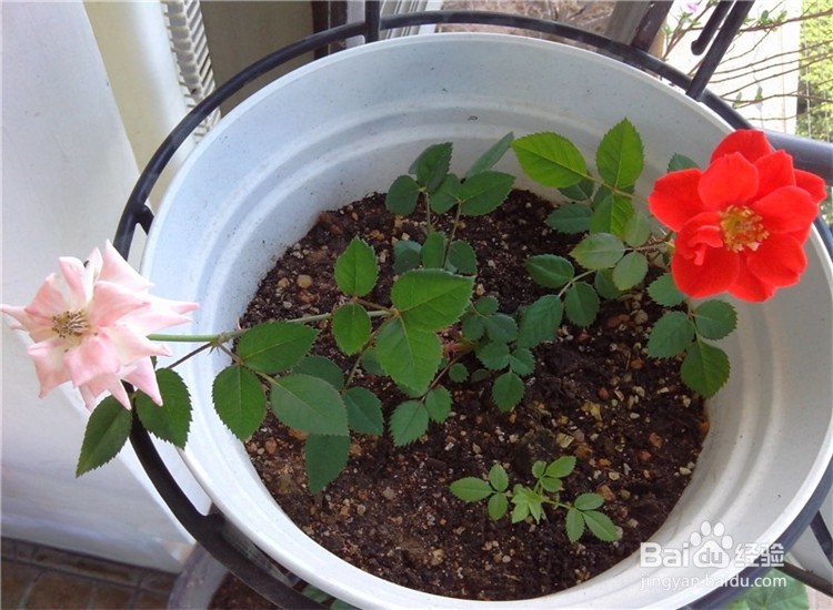 月季从播种到发芽、长叶、开花的全过程