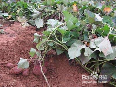 如何防止红薯开裂