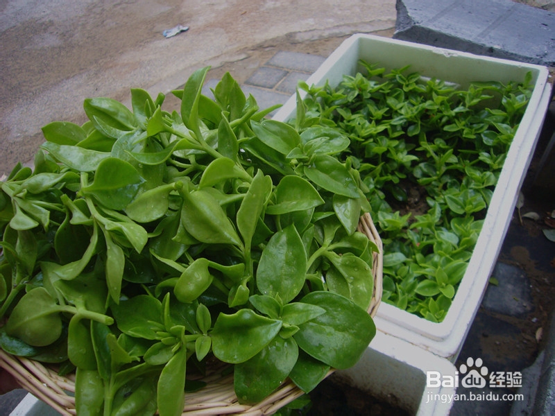 爽口凉菜——生拌穿心莲