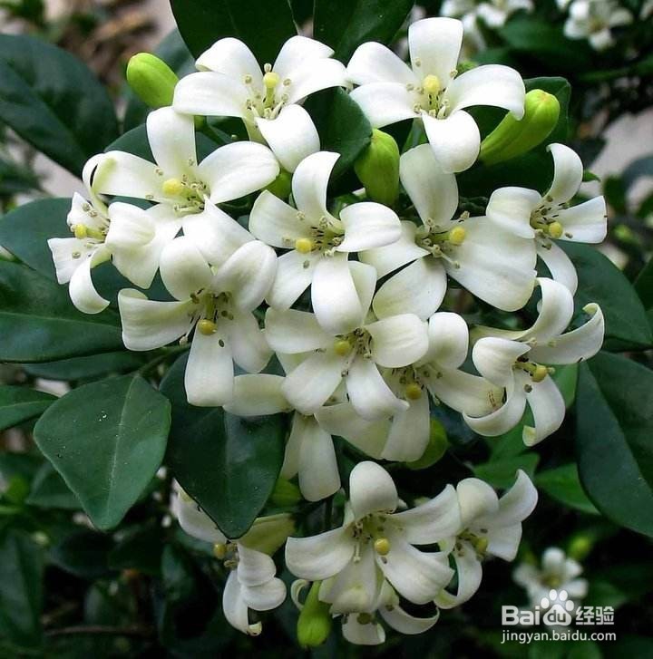 九里香怎么扦插