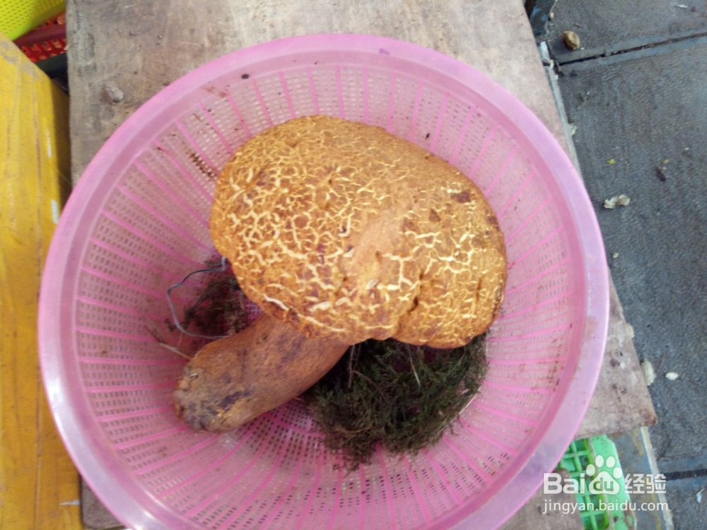 云南美食野生菌鸡枞鲜香味美吃货首选