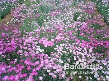 怎么去除房间异味