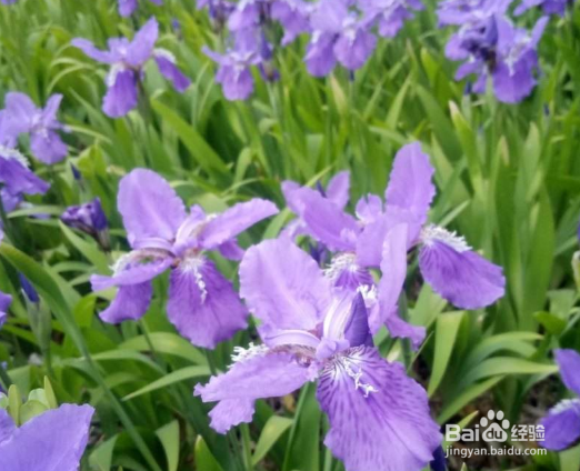 鸢尾怎样栽培和繁殖