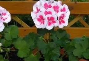 冬季养花要注意什么