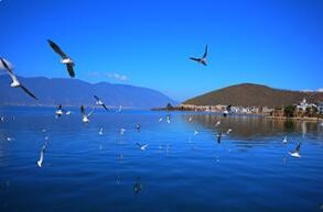 赏樱花赏银杏—赏醉美云南