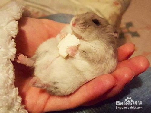 养仓鼠我们要注意些什么呢？