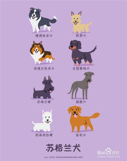 8张图教你认识狗狗的种类 百度经验