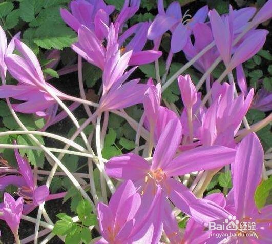 秋水仙的养殖方法