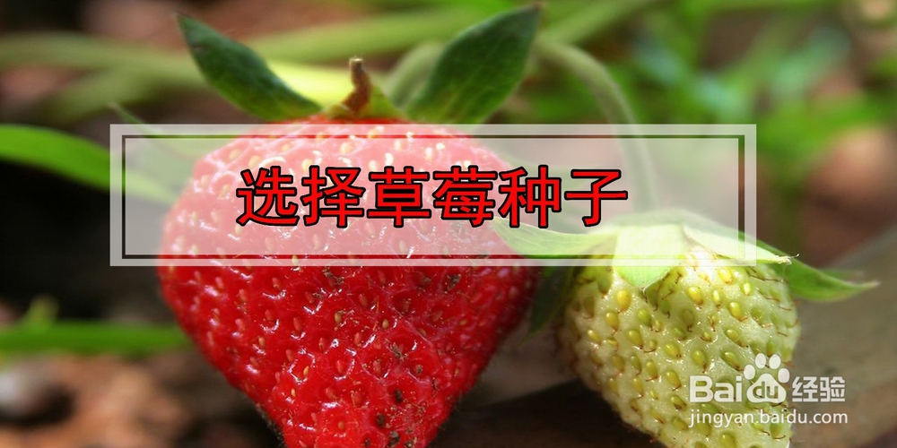 如何在阳台种植草莓