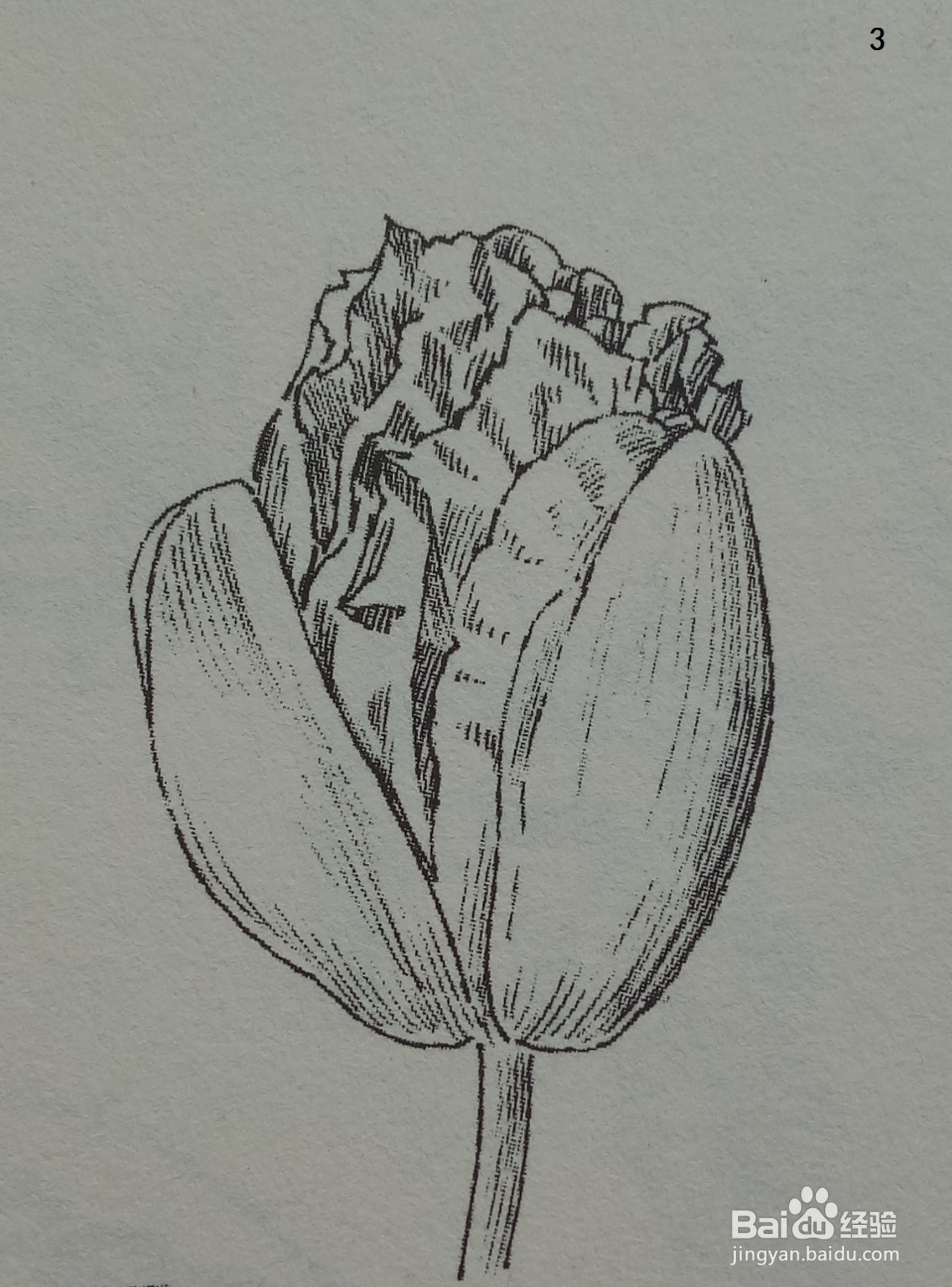 虞美人花苞的黑白线条绘制
