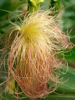 玉米须降血糖的药理作用