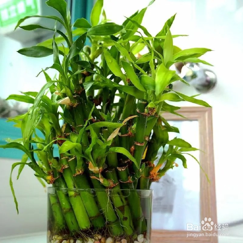 富贵竹绿植的养殖方法